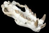Fossil Hyaenodon Skull - South Dakota #131362-11